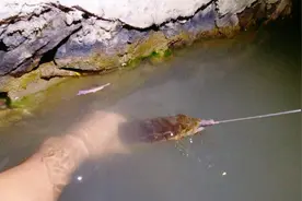 户外野钓：池塘里泥鳅莫名变少，原来这货才是罪魁祸首