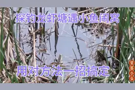 探钓龙虾塘遇小鱼闹窝，改变策略，百万军中钓金色鲫鱼！视频封面