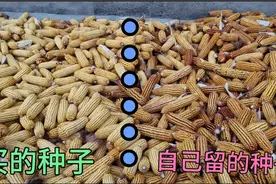 玉米种子年年买还挺贵，如果自己留种怎么样呢？老李做了个试验视频封面