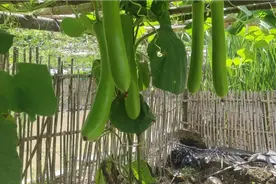 瓠瓜前期这样打顶，后期产量翻几番，瓜结得又大又直视频封面