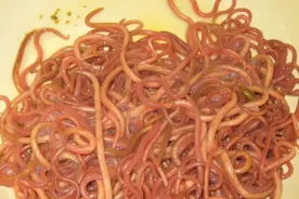 猫咪线虫类寄生虫|蛔虫|钩虫预防治疗