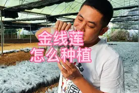 金线莲的种植方法！大面积种植现场，都是干货噢！视频封面