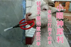轻易不要招惹一只羊，羊发起怒来可以拿剪刀，狗子见了就是跑视频封面