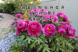 岁岁年年花相似，年年岁岁形不同，后院两颗近十年牡丹又爆花了视频封面