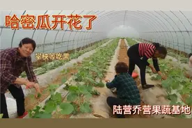 河南农村也能种新疆哈密瓜，而且长势喜人，到底能吃吗，期待