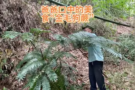 爸爸小时候的美食“金毛狗蕨”居然是二级保护植物，禁止采摘食用