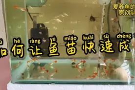 三个要素让孔雀孔雀鱼苗快速成长，看了这期视频您就明白了视频封面