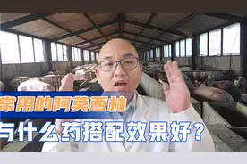 好用便宜的阿莫西林，7种成熟搭配组合，能解决养猪大问题视频封面