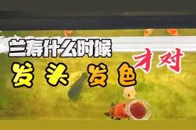 兰寿正常生长周期是两年，什么时候长身、发色、发头都要遵守规律视频封面