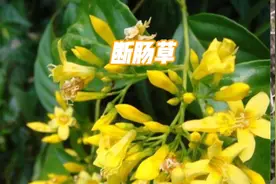 情花解药断肠草，科晋最常见，最易躺板的一种药草视频封面