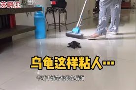 养了15年多的乌龟养久通人性了，这么粘人，简直像狗！