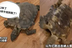 12年了！女子大扫除发现多年前失踪的宠物龟，在床底下已变成干视频封面