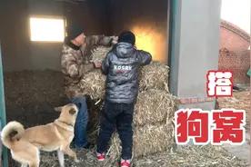 东北沈阳零下20多度气温，马犬冻的直哆嗦，搭个狗窝美坏了视频封面