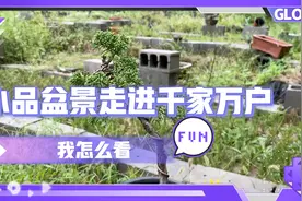 小微盆景发展有没有前景，目前行业情况怎么样，今天谈谈个人看法视频封面