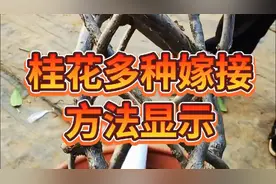异性流苏嫁接方法，老师傅展示桂花多种嫁接技术！
