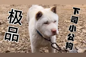 你知道下司狗鼻子有多好吗？曾经可是缉毒犬的第一选择！视频封面