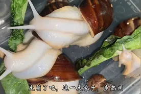 去地里发现了一只小蜗牛，把它带回家一起养着吧@头条宠物视频封面