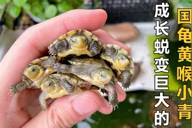 网购五枚龟蛋孵化出的小青龟，成功健康长大了！分享龟苗饲养方法视频封面