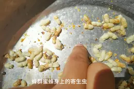 蜂螨，蜜蜂身上的寄生虫，养殖蜜蜂的头号对手，对蜜蜂群危害极大视频封面