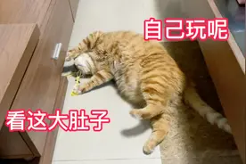 小肥猫和爸爸这俩胖子这么胖是有原因的，真是能吃！视频封面