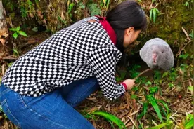 户外打野，竹林找竹鼠非常简单，跟着云妹一起找，一找一个准视频封面
