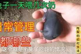 刚出生小兔的日常管理，每天给小兔喂几次卖合适？你知道吗视频封面