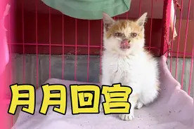 宫猫做完绝育回宫啦！工作人员都好想它，争着要抱抱。