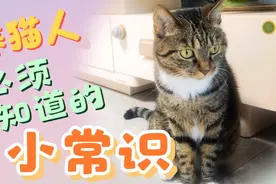 在猫咪的养护过程中，有一些小常识需要知道，养猫新手必须知道一视频封面