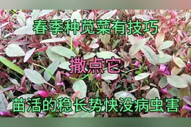 春季种苋菜，一个小技巧成活率高长势快，后期苋菜叶多茎少没病虫视频封面