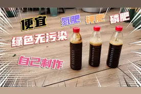 自制氮肥磷肥钾肥，纯天然无污染，果大又甜，花又艳@峰中有雁视频封面