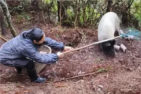 灵性猪妈大雨天在山上生了一窝猪宝宝，一起来看看究竟怎么回事视频封面