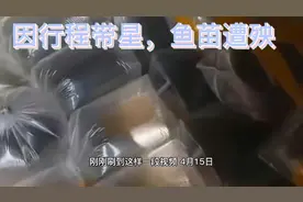 司机因行程带星下不了高速，导致4500万鱼苗憋死。视频封面