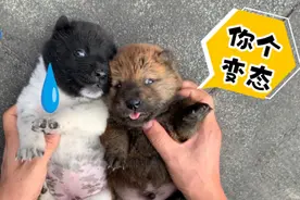 田园犬小奶狗被变态主人强撸，一脸惊恐，生无可恋！视频封面