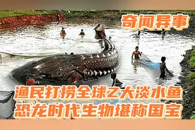 奇闻异事：黑龙江渔民捕到Z大淡水鱼，重达千斤，堪称国宝视频封面