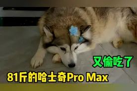 81斤的二哈偷吃恶性循环，幸好早有防备，进得去出不来的笨蛋视频封面