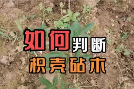 枳壳砧木的判断方法，枳壳嫁接利弊视频封面