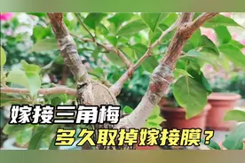 嫁接三角梅，多久取掉嫁接膜合适？时间把握不好可能功亏一篑视频封面