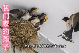 燕子来我家几年了，听说它到家里做窝，预兆添丁、富贵、处于旺势视频封面