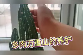 多肉万重山如何养护？长期断水+爆饮一顿！管住手最关键！