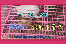 芦丁鸡又在食盆里下蛋了，天天能捡蛋。安静无臭味，适合家庭饲养