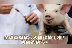 全球首例猪心人体移植手术！为何选猪心？视频封面