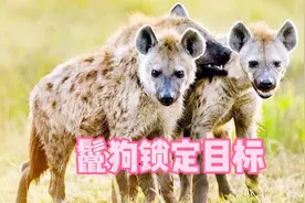 两只鬣狗围捕一头水牛，硕大的水牛竟被鬣狗活活咬死，悲哀！视频封面