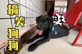 第38天，狗狗老扒墙是怎么回事，难道小洞里有东西？视频封面