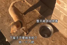 农村养狗都用铁链锁着，已经是个很普遍的现象，你知道为什么吗？
