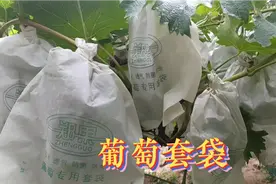 葡萄为什么要套白色套袋呢？视频封面