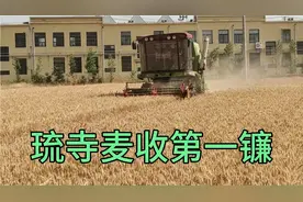 2022年6月6号——聊城高唐县琉璃寺镇琉璃寺村麦收第一镰视频封面