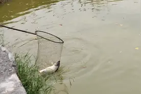 黑坑钓鱼不是盘老板，就是被老板盘，今天老板的脸都绿了视频封面
