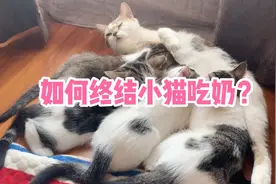 三个月的小猫还没断奶，如何终结它们吃奶的问题呢？