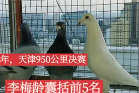 1935年6月天津决赛，总归巢6羽，李梅龄囊括前5名，名鸽759夺冠！视频封面