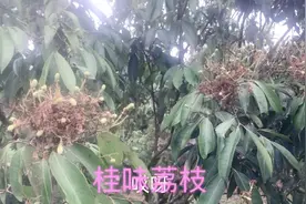 广西灵山荔枝那个品种好吃呢？这个品种不得不尝了视频封面